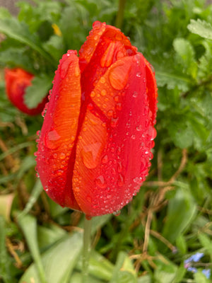 Tulip Bulbs 'Orange Juice' (Free UK Postage)