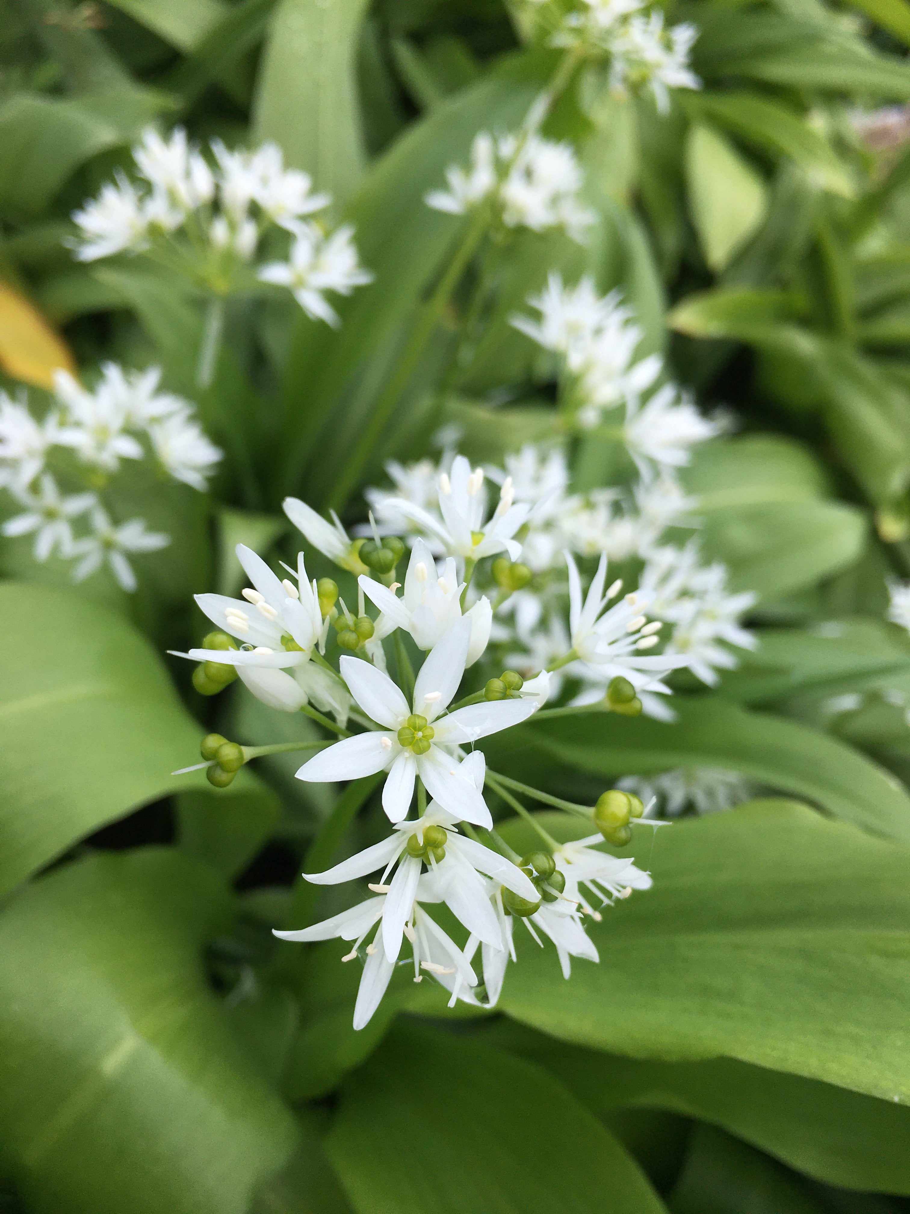 Ten Allium ursinum (Wild Garlic) Bulbs Ready To Plant In Your Garden (Free UK Postage)