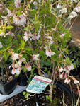 Prunus incisa 'Kojo-no-mai' or Dwarf Fuji Cherry Trees (40 cm Height) Free UK Postage