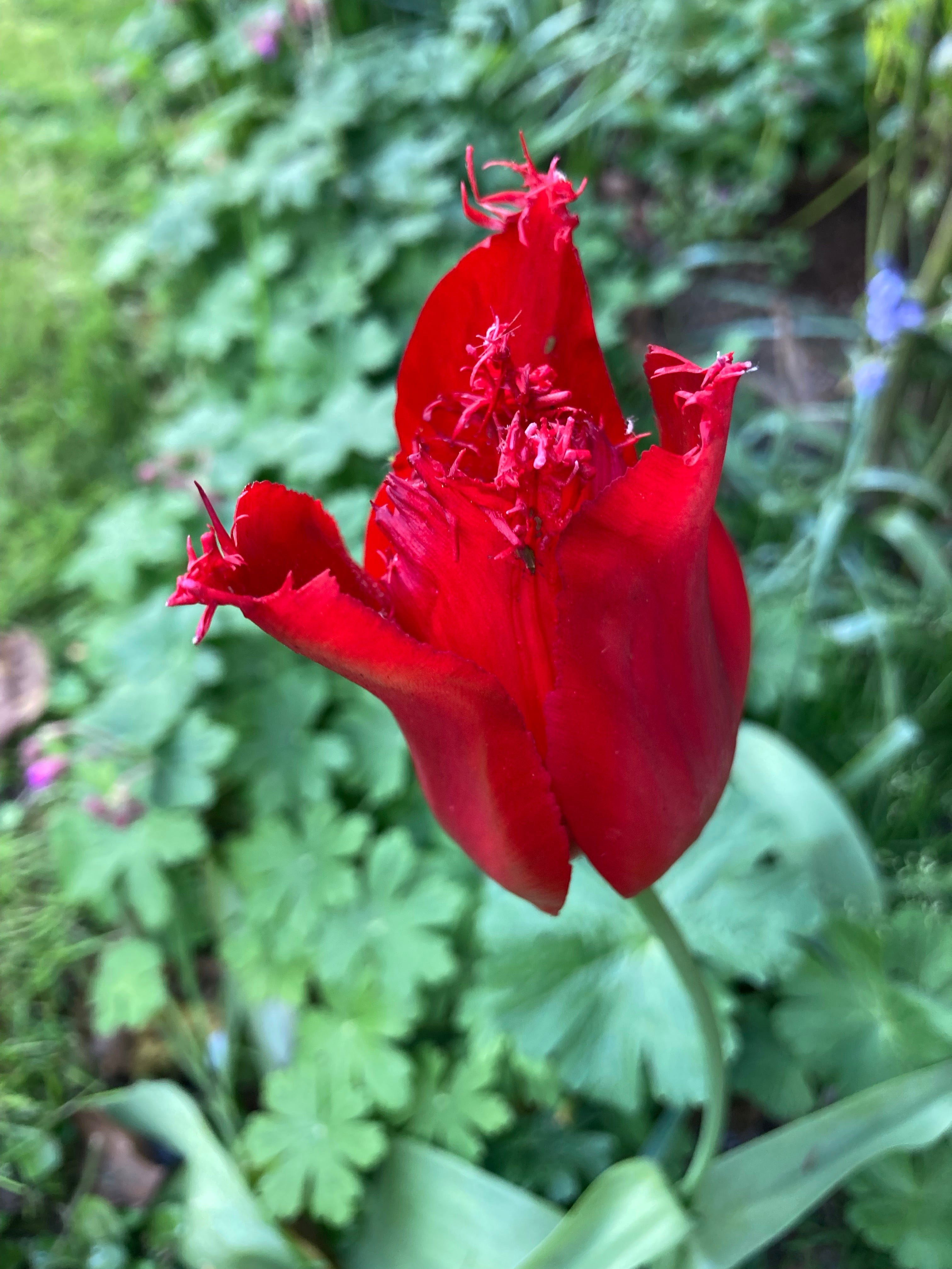 Red Fringed Tulip Bulbs 'Arma' (Free UK Postage)