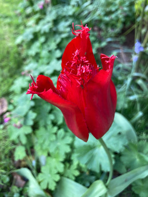 Red Fringed Tulip Bulbs 'Arma' (Free UK Postage)