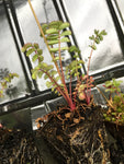 Sanguisorba minor or Salad Burnet (Young Herb Transplants To Grow Yourself) Free UK Postage