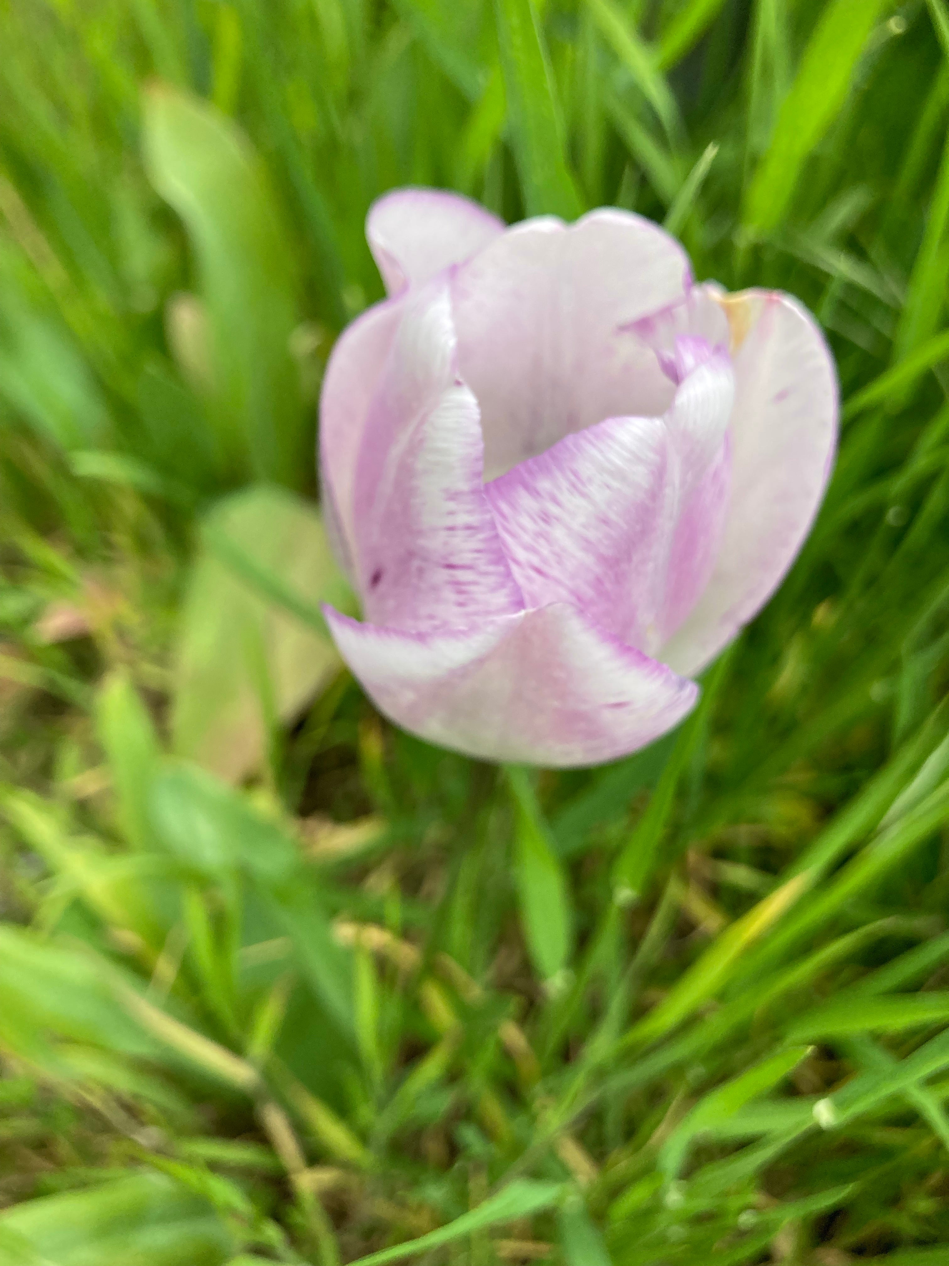 10 'Sweet Flag' Tulip Bulbs (Free UK Postage)