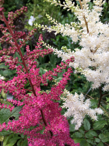 Three Mixed Astilbe Plants (False Goat's Beard) Budding Sections Of Roots (Free UK Postage)