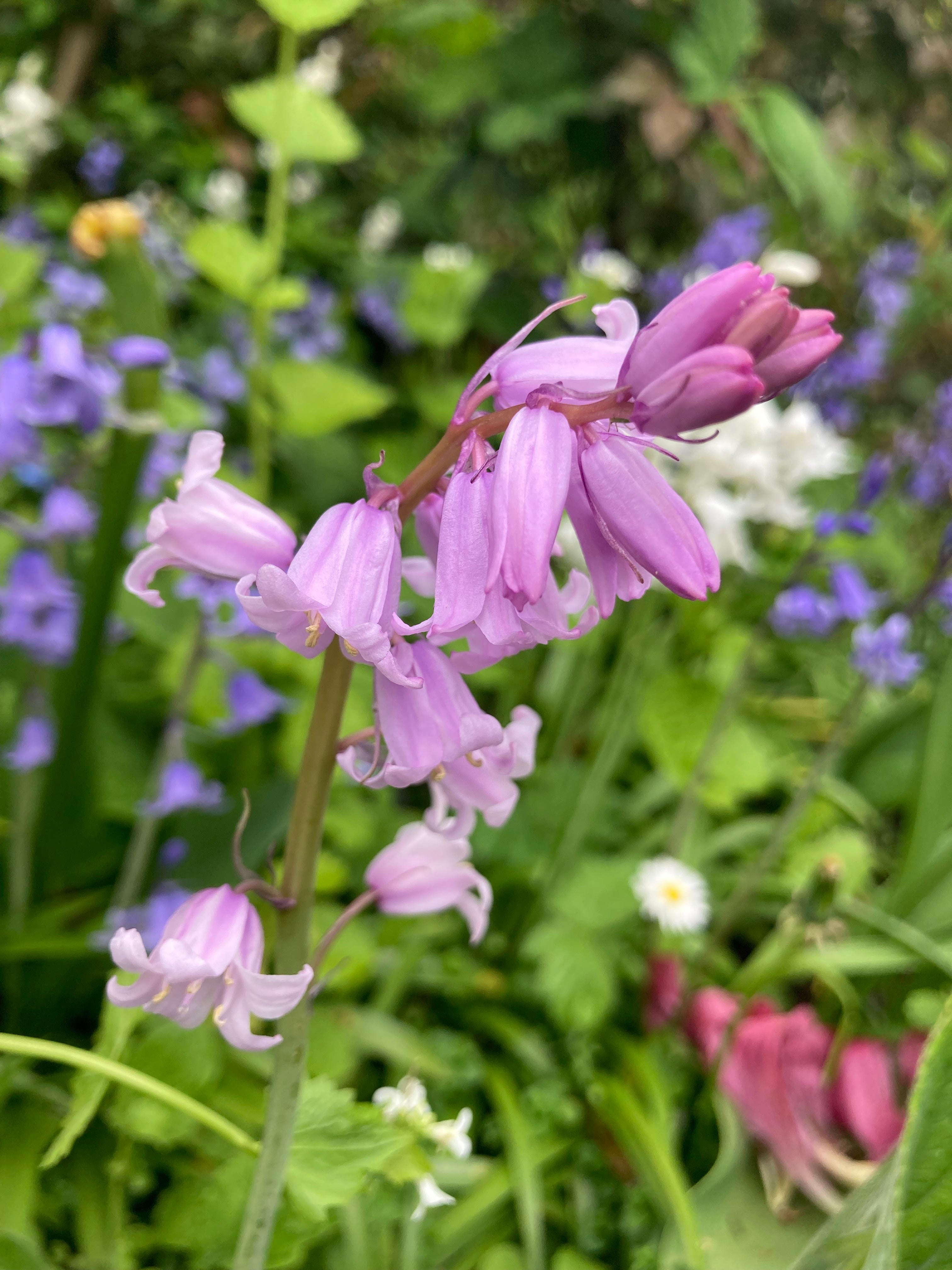 Pink Bluebell Bulbs (Hyacinthoides) Farm Cultivated (Free UK Postage)