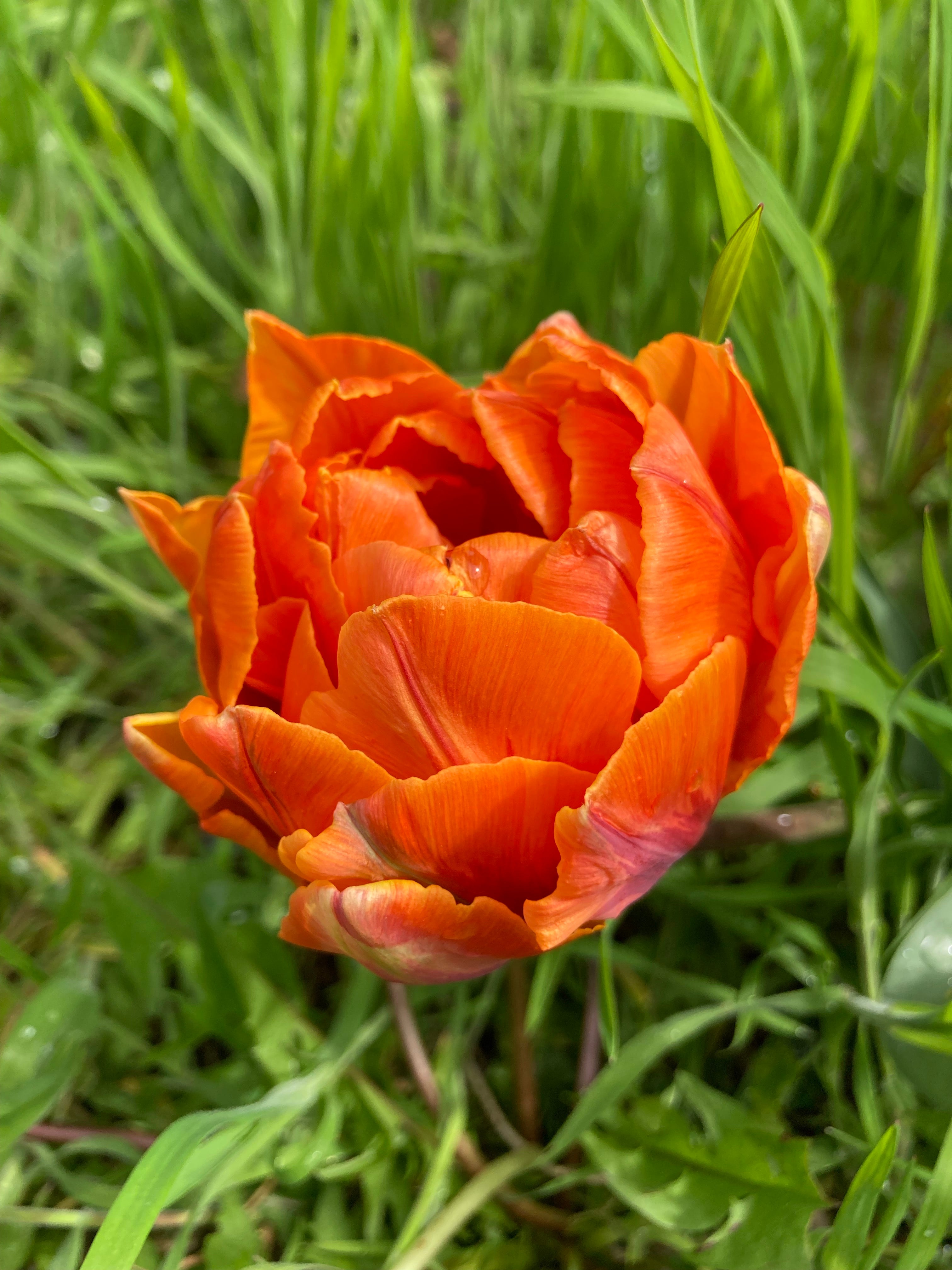 Double Tulip Bulbs 'Orange Princess' (Free UK Postage)