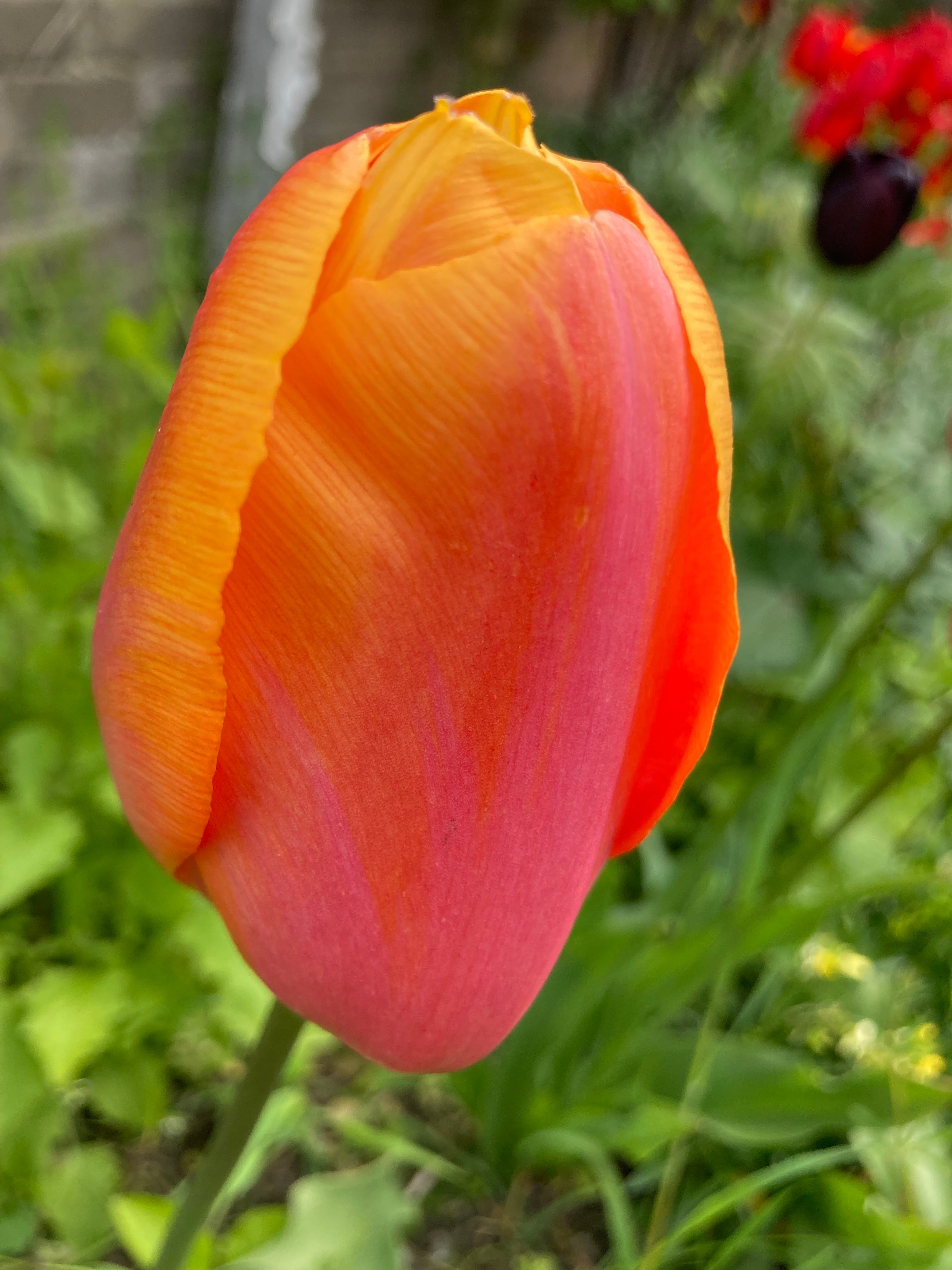 Tulip Bulbs 'World Legendary' (Free UK Postage)
