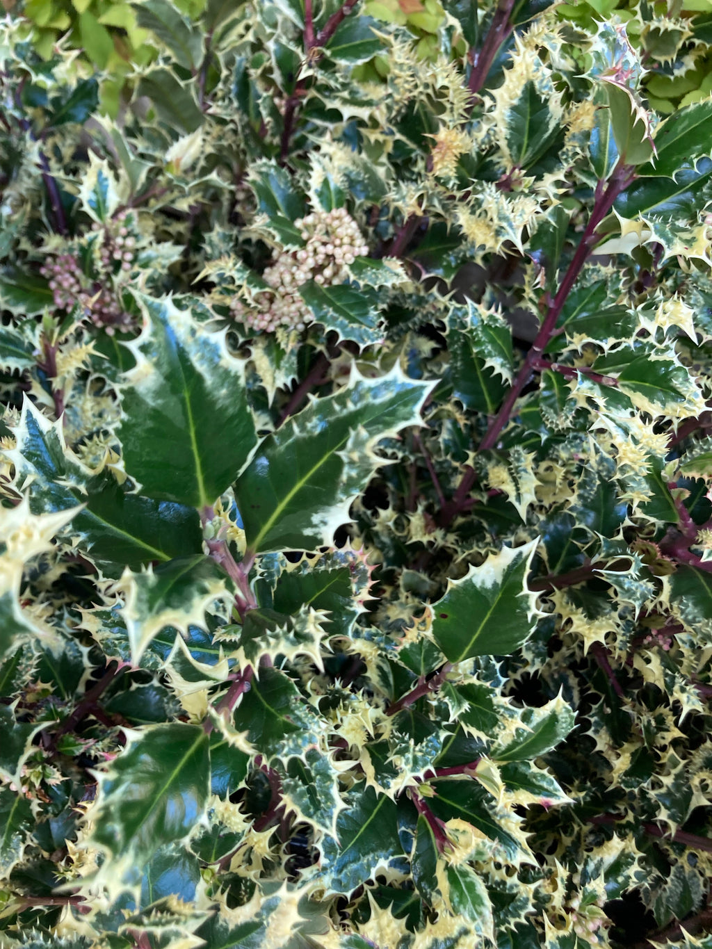 Ilex aquifolium 'Ferox' or Silver Hedgehog Holly (30 cm) Free UK Post