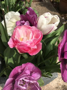 20 Mixed Tulips (Bulbs) Free UK Postage