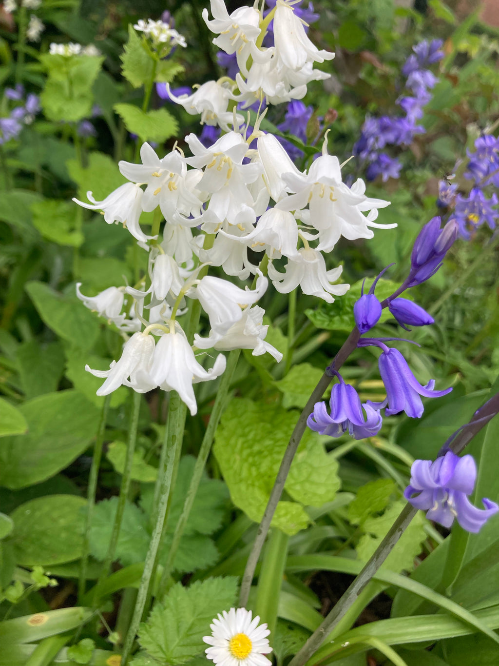 Hyacinthoides - White (Similar to Bluebell) Bulbs - Farm Cultivated (Free UK Postage)