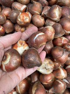 Red Fringed Tulip Bulbs 'Arma' (Free UK Postage)