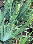 Sisyrinchium californicum or Yellow-Eyed Grass (Young Transplants) Free UK Delivery