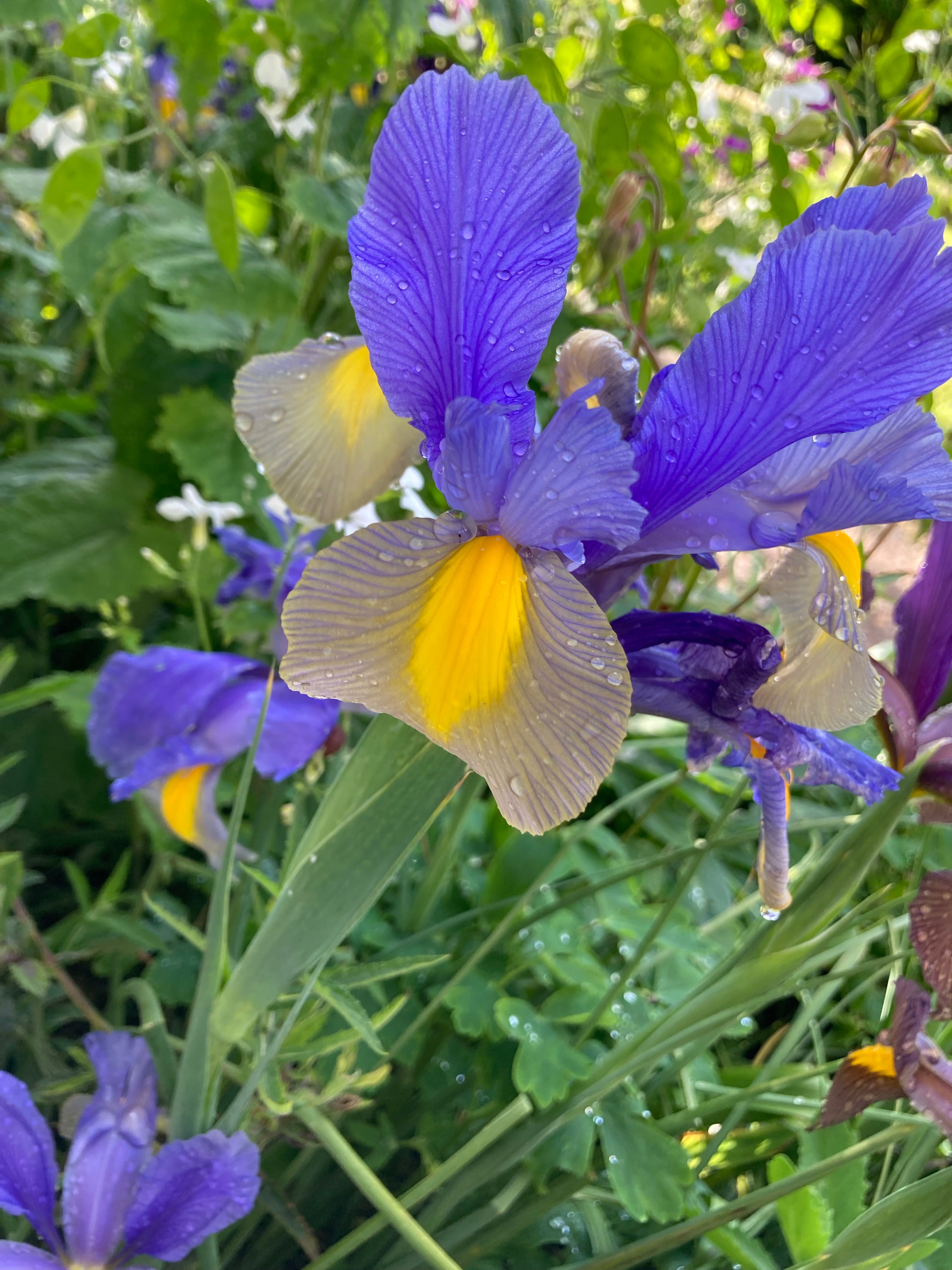 Dutch Iris 'Miss Saigon' Bulbs (Free UK Postage)