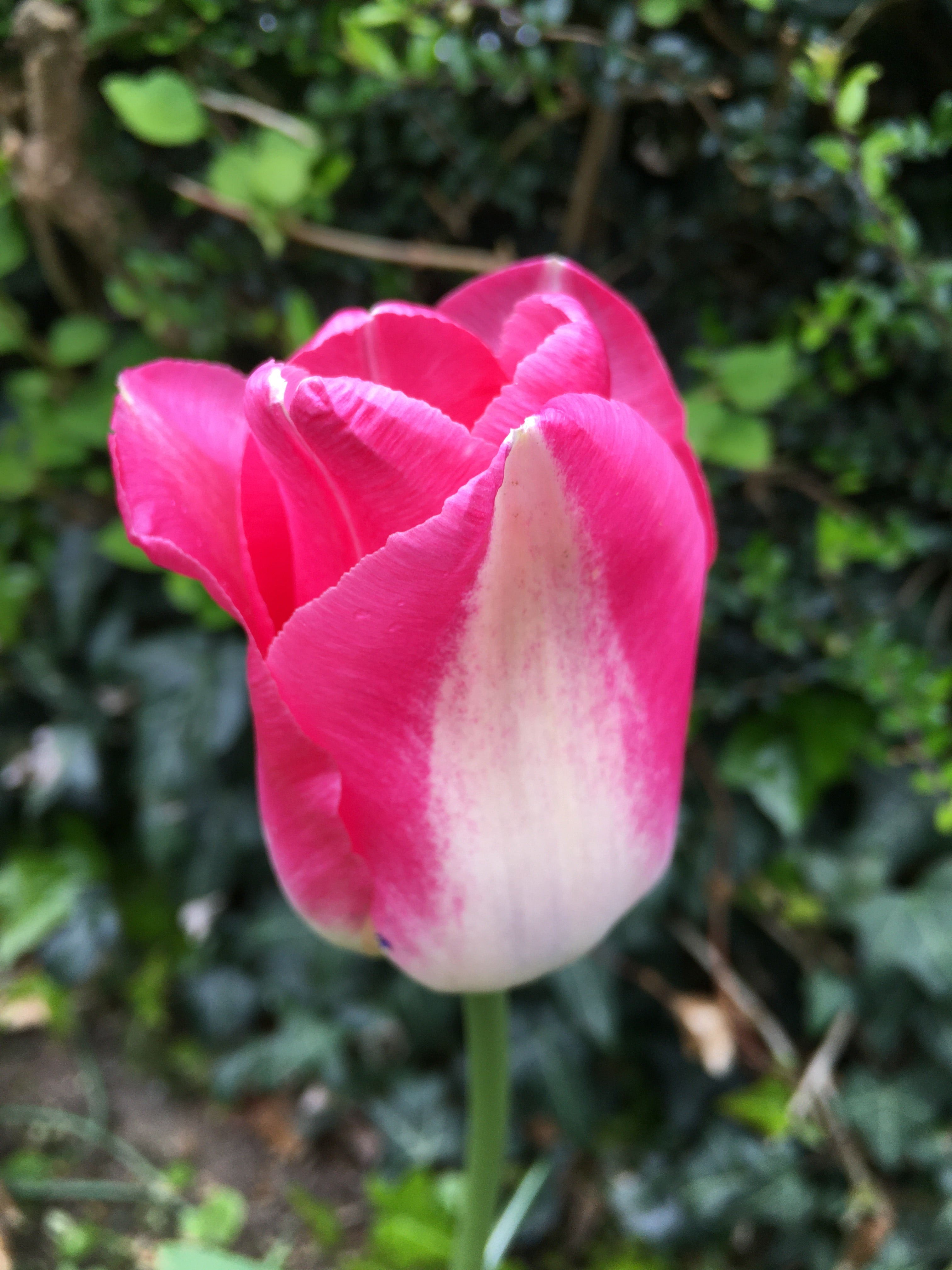 Pink and White Tulip Bulbs 'Alectric' (Free UK Postage)