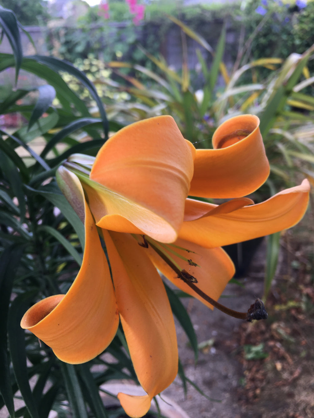 Trumpet Lily 'African Queen' Bulbs (Lilium longiflorum) Free UK postage