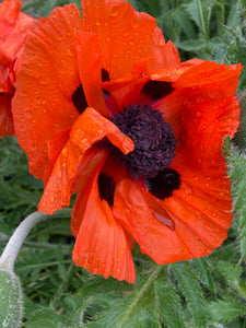 Red Ornamental Poppy 'Beauty of Livermere' Plants in 9cm Dia Pots (Free UK Postage)
