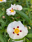 Cistus x Purpurea ‘Alan Fradd’ Plants (Rock Rose) in a 9 cm Pot (Free UK Post)