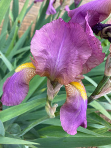 5 x Beautiful Pink Bearded Iris or Iris germanica (Rhizomes) To Plant Yourself (Free Postage)