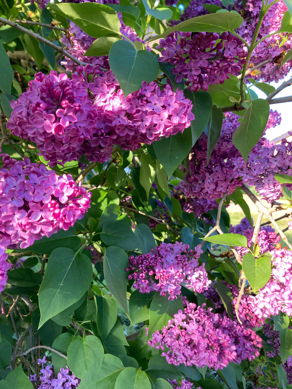 French Lilac or Syringa vulgaris 'Belle de Nancy' Plant in a 9 cm Pot (Free UK Post)