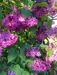 French Lilac or Syringa vulgaris 'Belle de Nancy' Plant in a 9 cm Pot (Free UK Post)