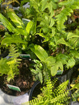 Ferns mixed or Tracheophyta 12 cm Pots - Shades of Green (Free UK Postage)