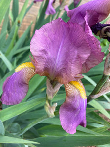 3 x Beautiful Pink Bearded Iris or Iris germanica (Rhizomes) To Plant Yourself (Free Postage)