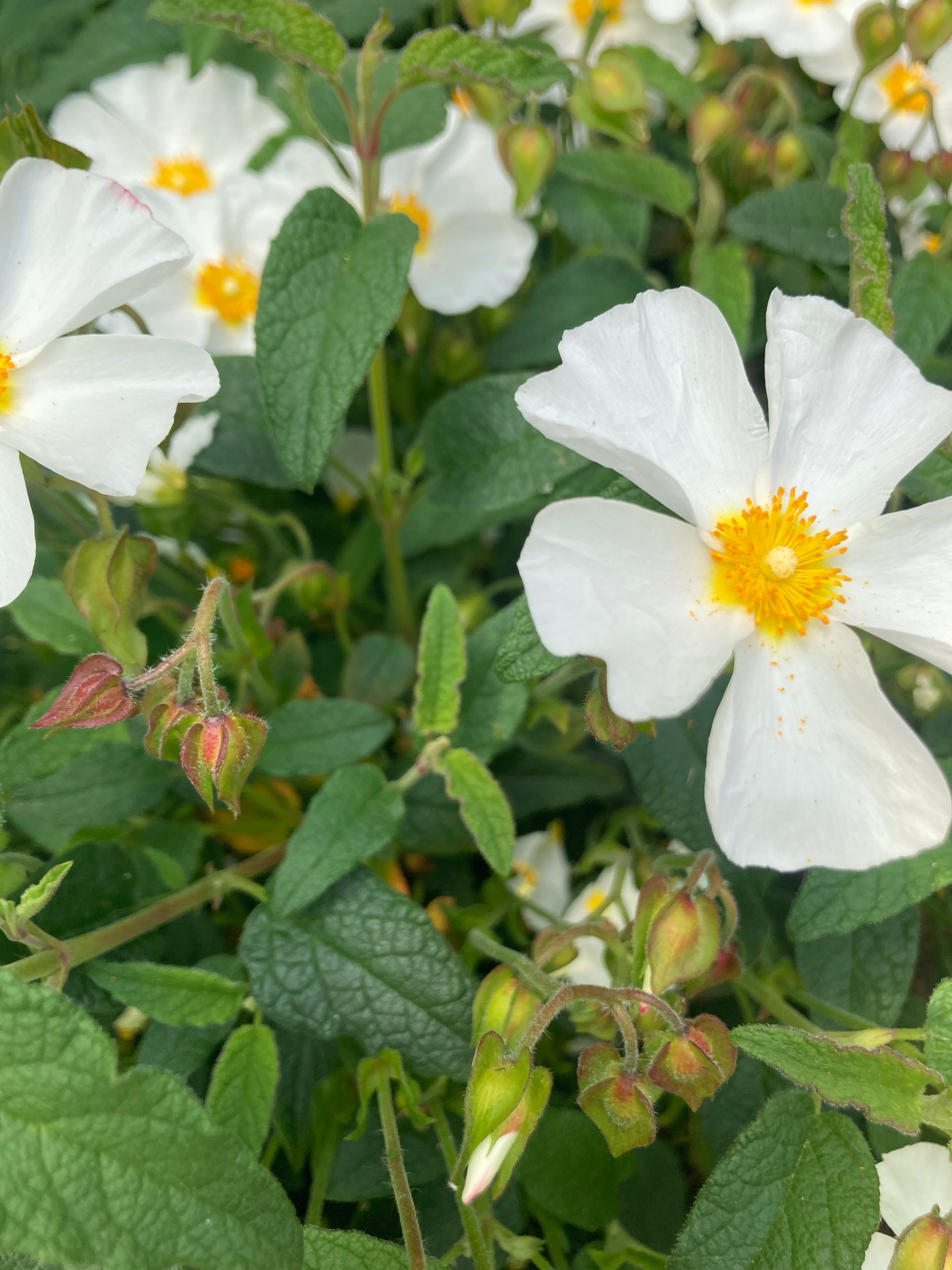 Cistus 'Florentinus’ Plants in a 9 cm Pot (Free UK Post)