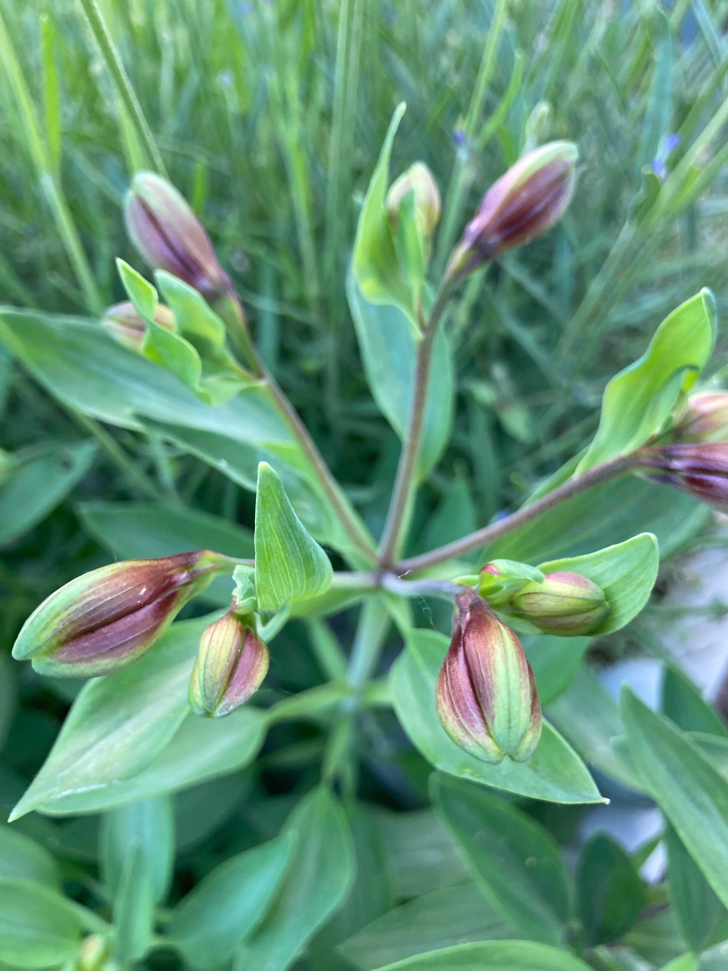 Alstroemeria or Peruvian Lily (Budding Sections of Bare Root) Free UK Postage