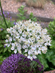 3 x Allium nigrum multibulbosom (Black Garlic) Bulbs To Plant Yourself (Free UK Postage)