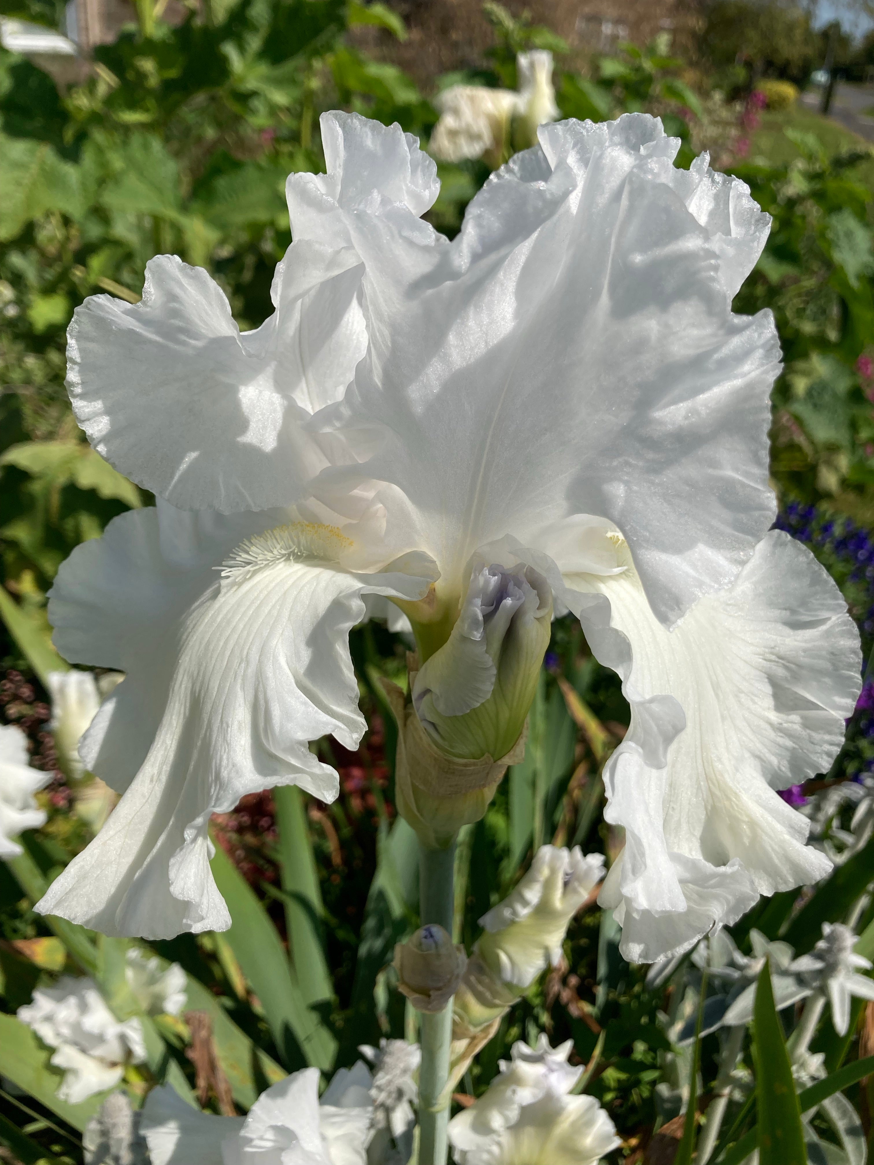 Beautiful White Bearded Iris (Rhizomes) To Plant Yourself (Free UK Postage)