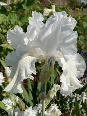 Beautiful White Bearded Iris (Rhizomes) To Plant Yourself (Free UK Postage)