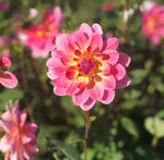 Dahlia 'Twiggy' waterlily flowered - 3 or 5 tubers - Free delivery within the UK
