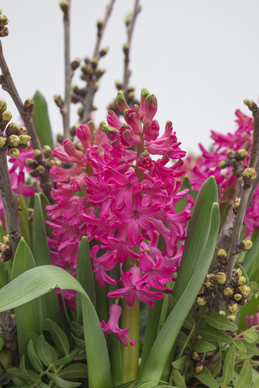 Five Pink Hyacinth Bulbs (Easy To Grow) 'Jan Bos' Variety (Free UK Postage)