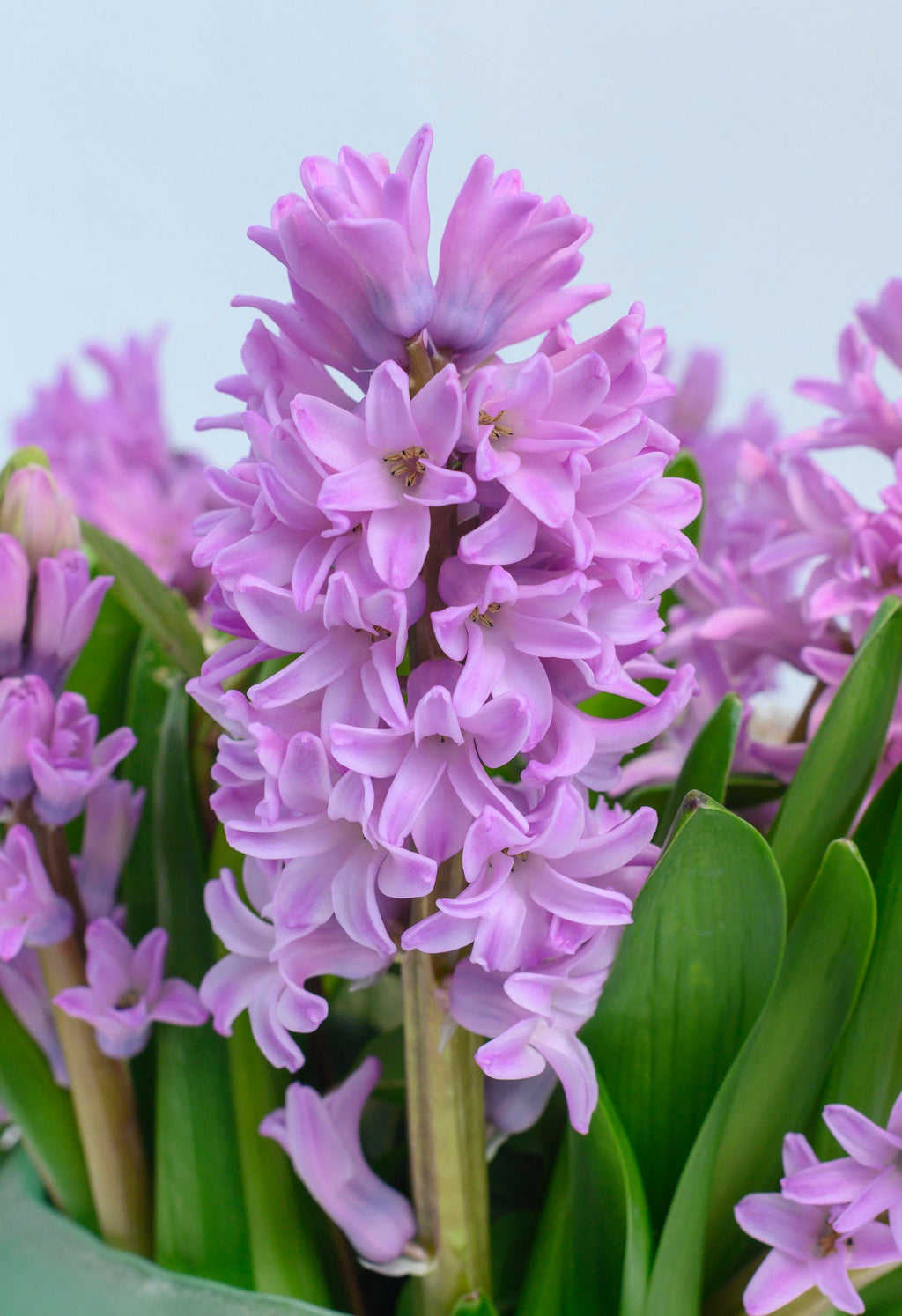 20 x Purple Hyacinth Bulbs 'Splendid Cornelia' (Free UK Postage)