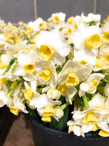 Canaliculatus Daffodil Bulbs (Narcissus torzetta) Free UK Postage