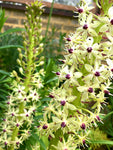 Pineapple Lily Bulbs (Eucomis) Free UK Postage