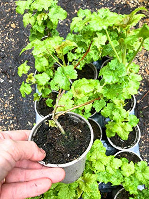 Blackcurrant Plants (9cm Dia Pots) Free UK Postage