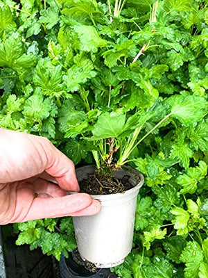 Green Gooseberry Plants (9cm Dia Pots) Free UK Postage