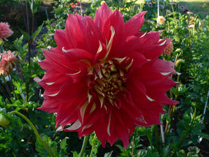 Red and Yellow Dahlia Bodacious (Giant) Tuber To Plant (Free UK Postage)