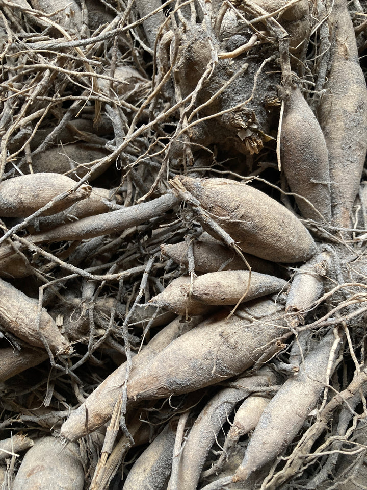 Orange Dahlia Life Force (Giant) Tuber To Plant (Free UK Postage)