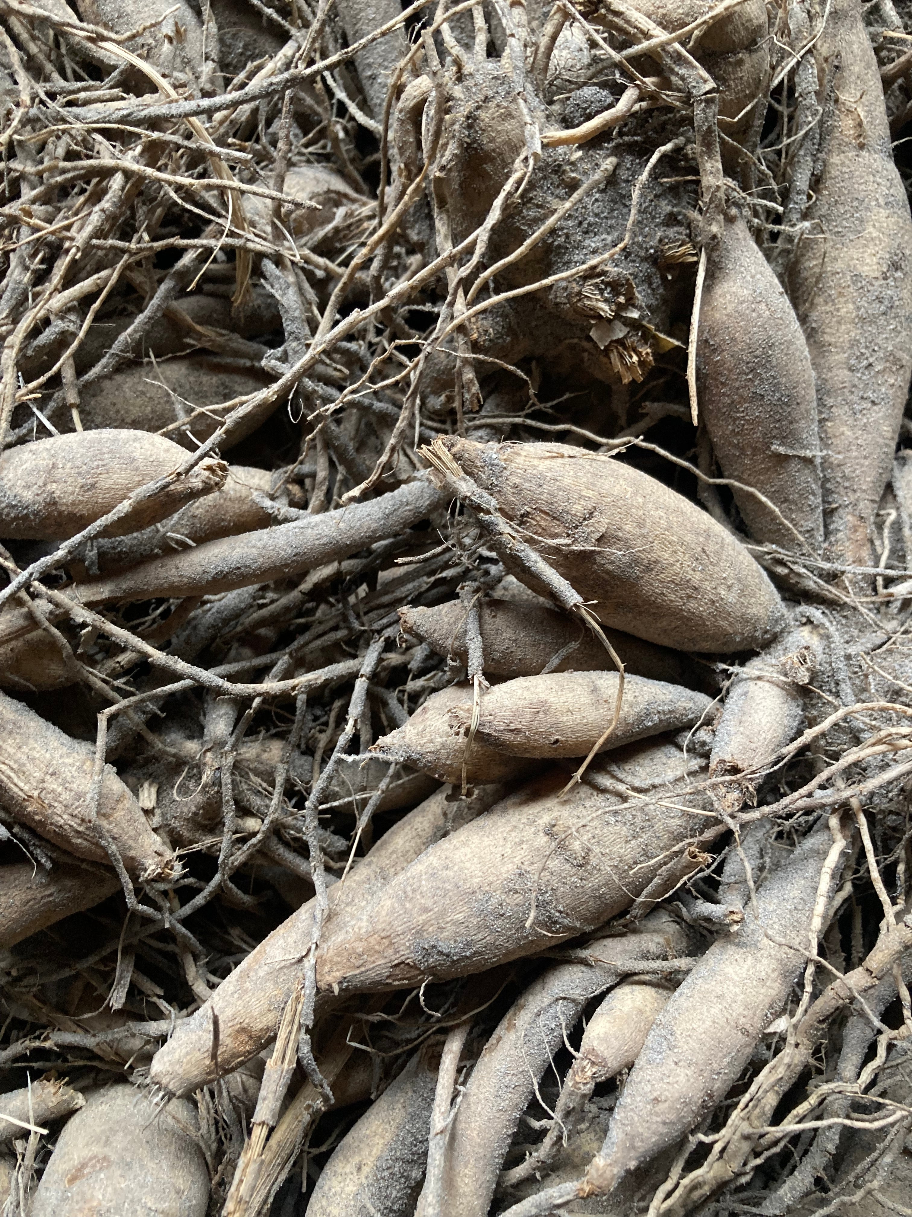 Creamy Pink Dahlias 'Cafe au Lait' (Tubers to Plant Yourself) Free UK Postage