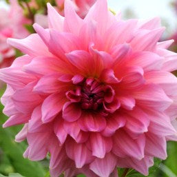 Pink Dahlia 'Otto's Thrill' (Tubers To Plant Yourself) Free UK Postage