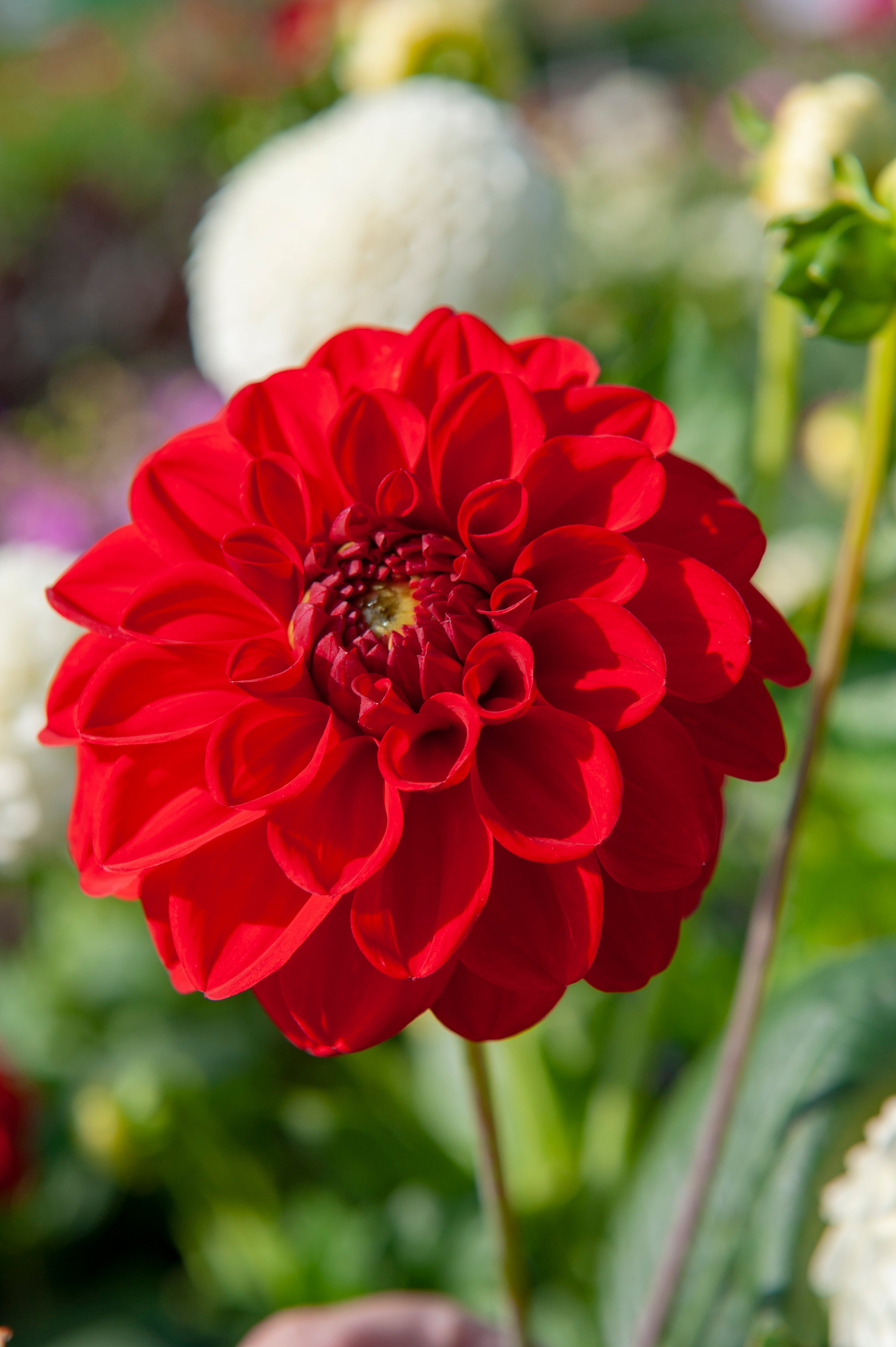 Dahlia 'Red Symphony' (Ball Shape) Tuber To Plant Yourself (Free UK Postage)
