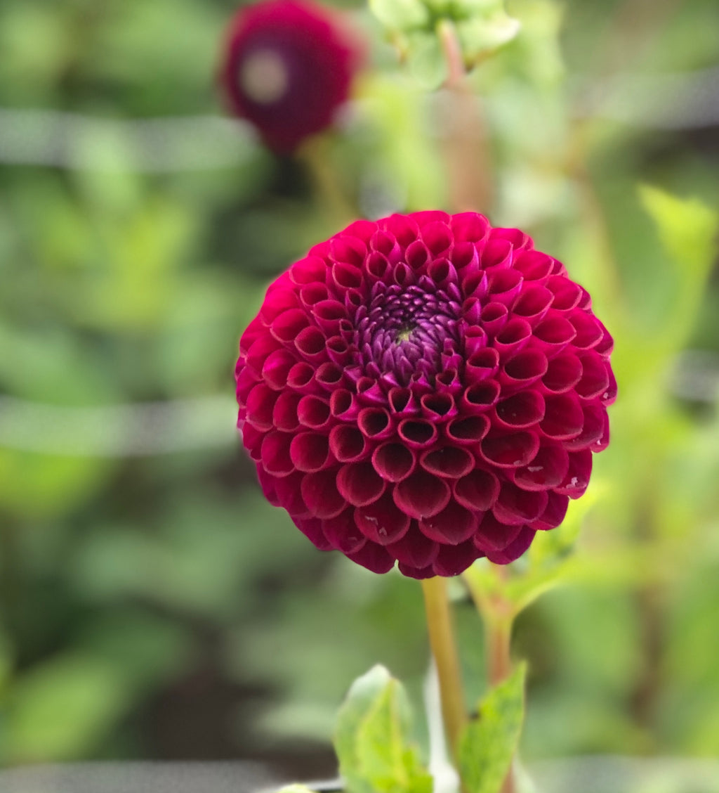 Dark Purple Dahlia Downham Royal (Ball) Tuber To Plant (Free UK Postage)