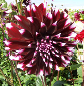 Red and White Dahlia Duet (Medium) Tuber To Plant (Free UK Postage)