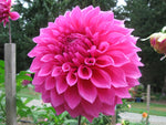 Pink Dahlia Elma Elisabeth (Dinner-Plate) Tuber To Plant (Free UK Postage)