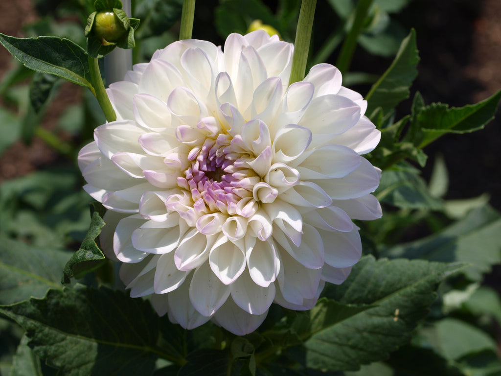 White and Pink Dahlia Eveline (Ball) Tuber To Plant (Free UK Postage)