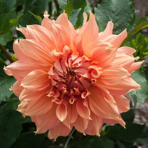 Orange Pink Dahlia Fairway Spur (Giant) Tuber To Plant (Free UK Postage)