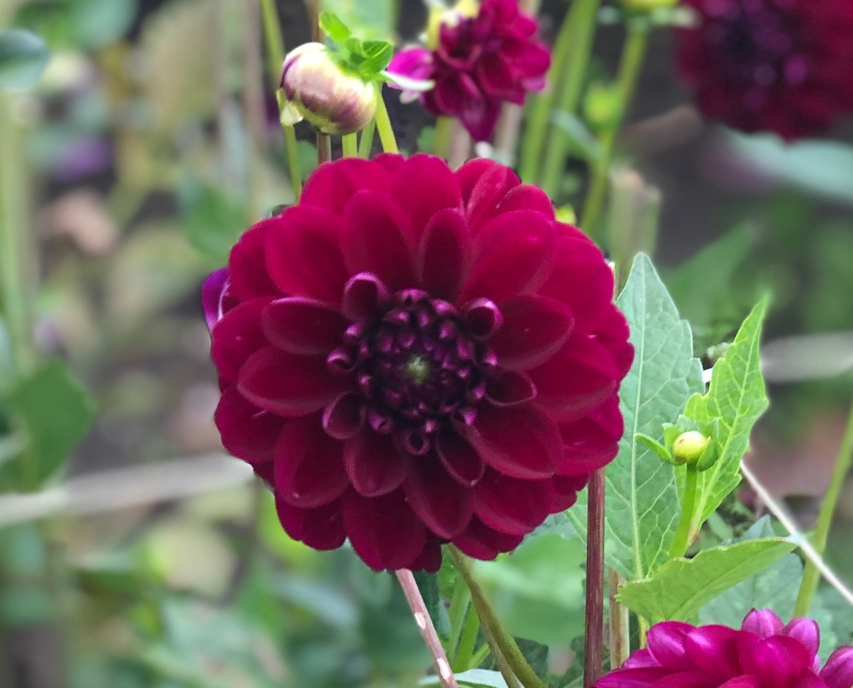 Purple Red Dahlia Gipsy Night (Ball) Tuber To Plant (Free UK Postage)