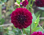 Purple Red Dahlia Gipsy Night (Ball) Tuber To Plant (Free UK Postage)
